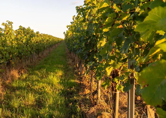 La Grange Des Vignes Сasa de vacaciones *